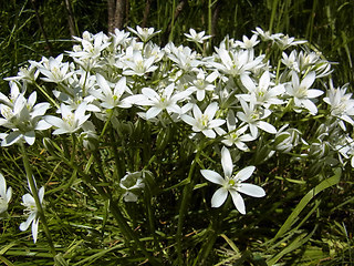 Ornithogalum umbellatum