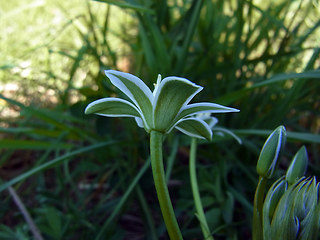 Ornithogalum umbellatum