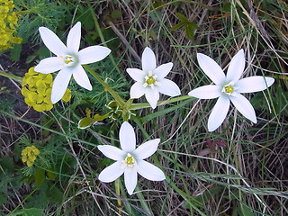 Ornithogalum umbellatum