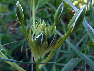 Ornithogalum umbellatum