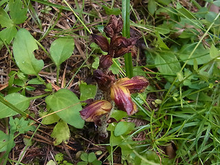 Orobanche gracilis