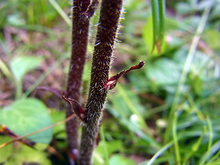 Orobanche gracilis