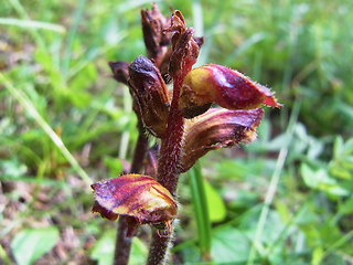 Orobanche gracilis