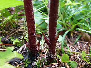 Orobanche gracilis