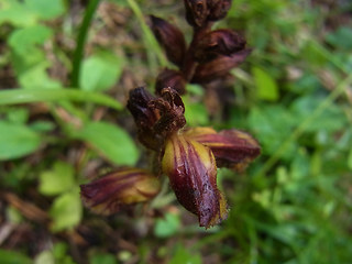 Orobanche gracilis