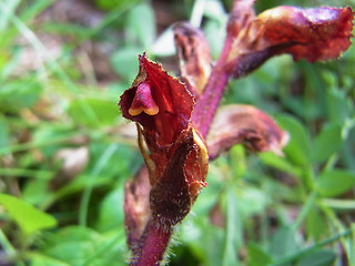 Orobanche gracilis