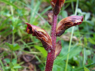 Orobanche gracilis