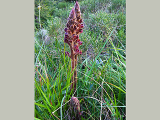 Orobanche gracilis