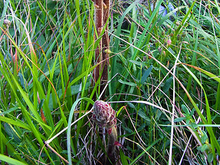 Orobanche gracilis