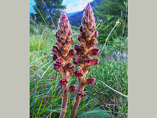 Orobanche gracilis