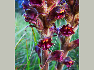 Orobanche gracilis