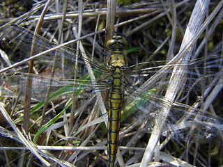 Orthetrum cancellatum