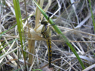 Orthetrum cancellatum