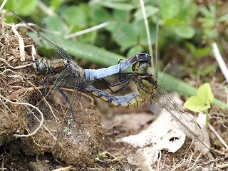 Orthetrum cancellatum