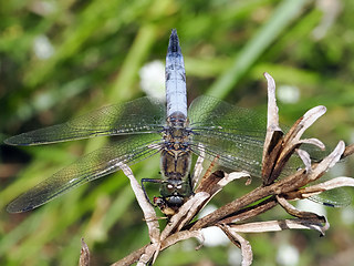 Orthetrum cancellatum