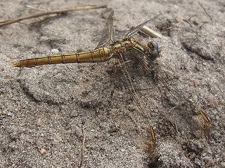 Orthetrum coerulescens