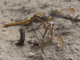 Orthetrum coerulescens