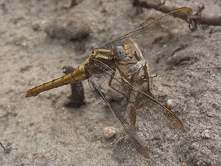 Orthetrum coerulescens