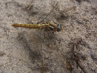 Orthetrum coerulescens