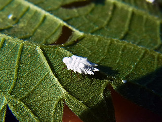 orthezia_urticae