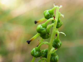 Orthilia secunda