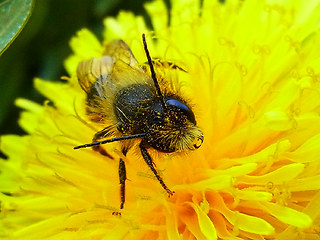 Osmia bicornis