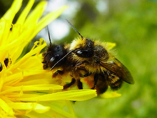 Osmia bicornis