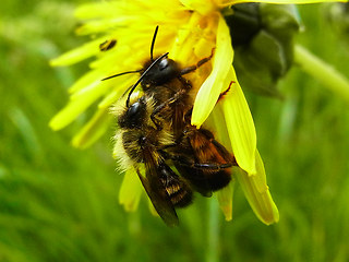 Osmia bicornis