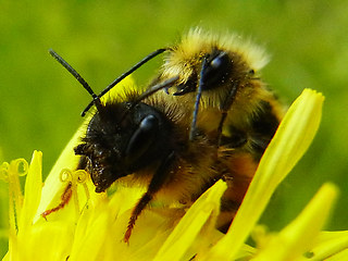 Osmia bicornis