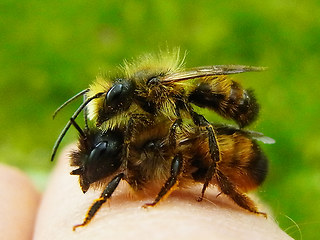 Osmia bicornis