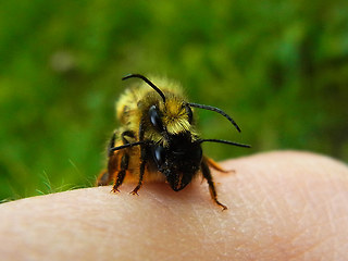 Osmia bicornis