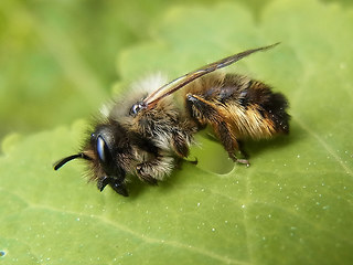 Osmia bicornis