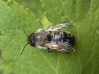 Osmia bicornis