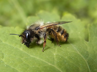 Osmia bicornis