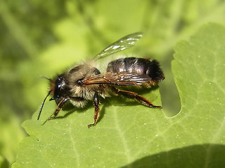 Osmia bicornis