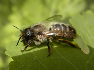 Osmia bicornis