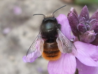 Osmia cornuta