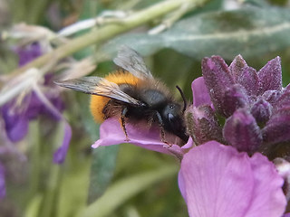 Osmia cornuta
