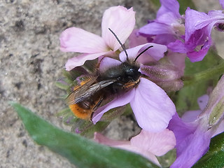 Osmia cornuta