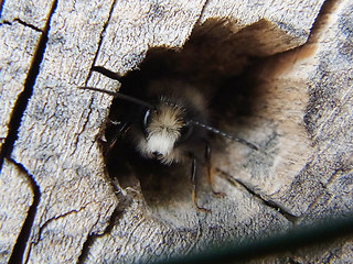 Osmia cornuta