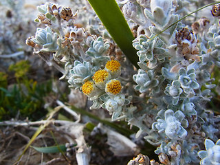 Otanthus maritimus