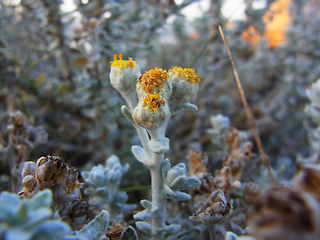 Otanthus maritimus