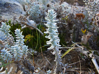 Otanthus maritimus