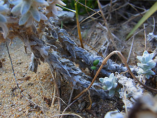 Otanthus maritimus