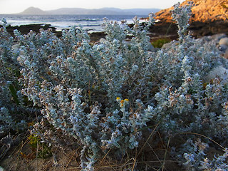 Otanthus maritimus