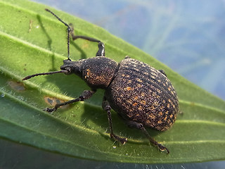 Otiorhynchus armadillo