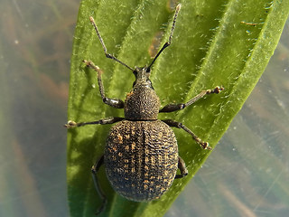 Otiorhynchus armadillo