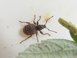 Otiorhynchus crataegi