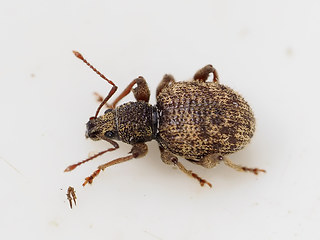 Otiorhynchus crataegi