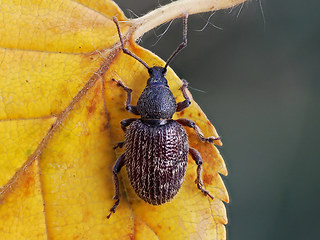 Otiorhynchus dieckmanni